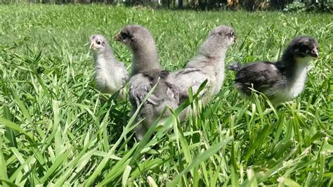 Blue Jersey Giant 2 week old chicks, first time outside - YouTube