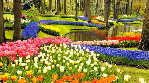 Keukenhof Gardens, Netherlands, colors, blossoms, spring, tulips, trees, HD wallpaper | Peakpx