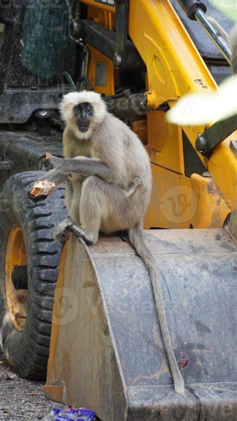 baboon sitting on a vehicle hd. 11311346 Stock Photo at Vecteezy