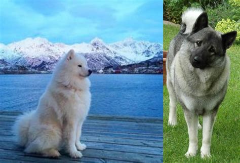 Samoyed vs Norwegian Elkhound - Breed Comparison | MyDogBreeds