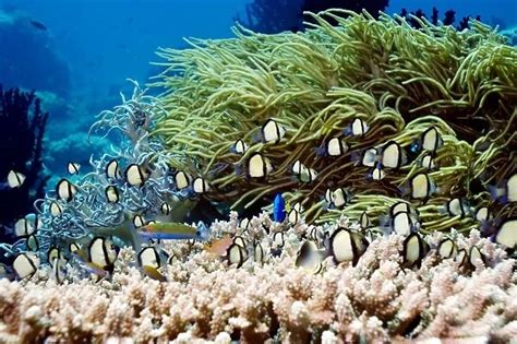 Indian dascyllus damselfish over coral. Available as Framed Prints, Photos, Wall Art and other ...