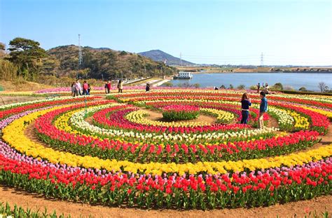 tulip-garden-srinagar-kashmir-india | Tulips garden, Tulip festival ...