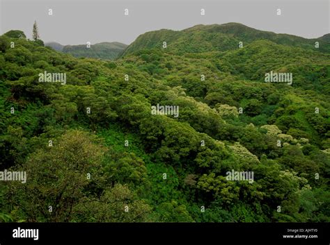 ferns, hiking trail, between Makamakaole Valley and Waihee Valley, West ...