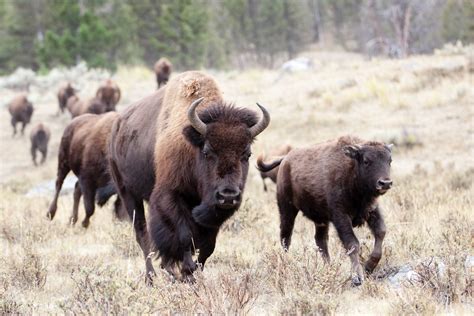 Bison Run | Bison (Bison bison) charging down from the hills… | Flickr