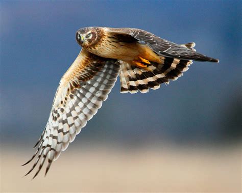 Image: Northern Harrier by Steven Sachs Raptor Bird Of Prey, Birds Of Prey, Birds Flying, Hawk ...