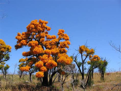 The Australian Christmas Tree, Nuytsia floribunda, and Its Ingenious Way of Survival | HubPages