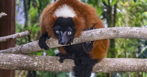 Endangered red-ruffed lemurs debut at Naples Zoo on Saturday