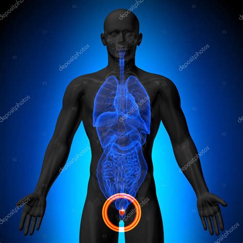 Prostate - Male anatomy of human organs - x-ray view Stock Photo by ©decade3d 47485217