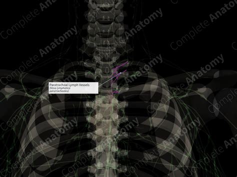 Paratracheal Lymph Vessels (Left) | Complete Anatomy