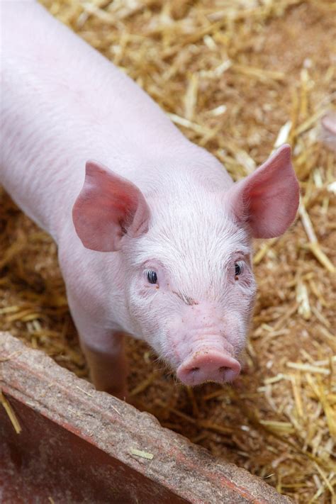 Piglet On Farm Free Stock Photo - Public Domain Pictures