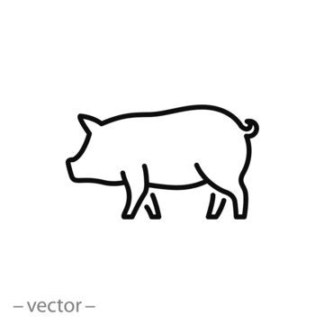 Show Pig Outline