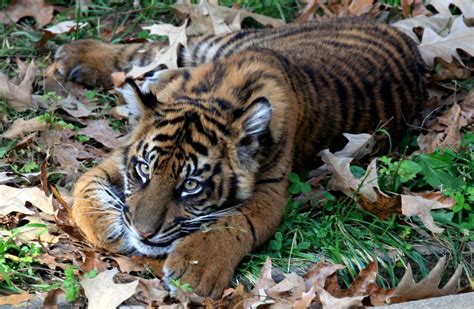 Tiger Cub Free Photo Download | FreeImages