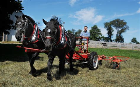 Farming with Draft Horses | Amethyst Farm