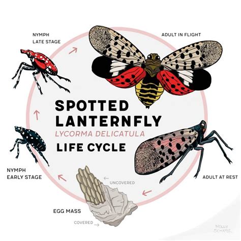 Mt. Cuba Center | The Life Cycle of the Spotted Lanternfly - Mt. Cuba Center