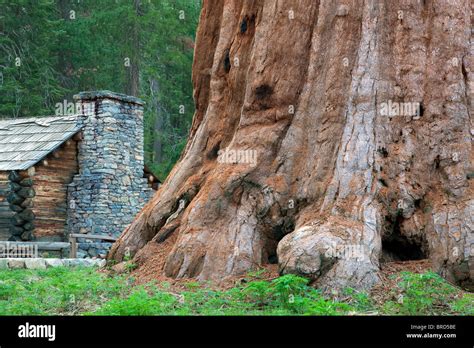 Mariposa Grove Museum with giant Sequoia Redwood trees. Yosemite ...