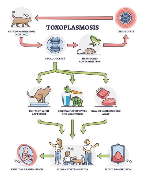 Toxoplasmosis In Cats: Causes, Symptoms, And Treatment | Kingsdale Animal Hospital