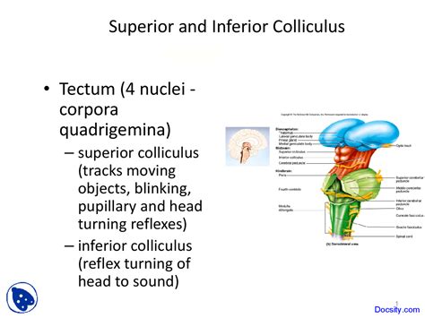 Superior and Inferior Colliculus -Human Physiology and Anatomy - Lecture Slides - Docsity