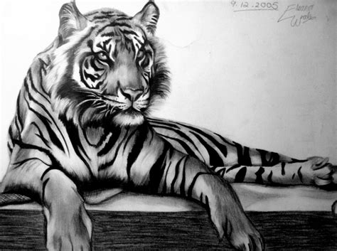 Tiger Drawing Pictures | Drawing Pictures