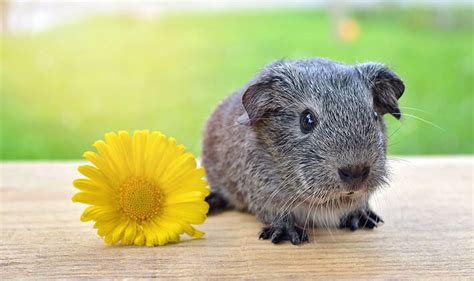 How to Help a Sick Guinea Pig - Recommended Tips