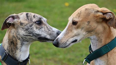 Greyhound Dog Breed Information, Pictures, Characteristics & Facts ...