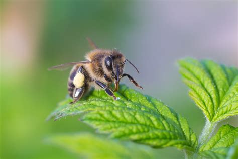 Band of Sisters Bands Together for the Honeybees - Manuka Honey USA