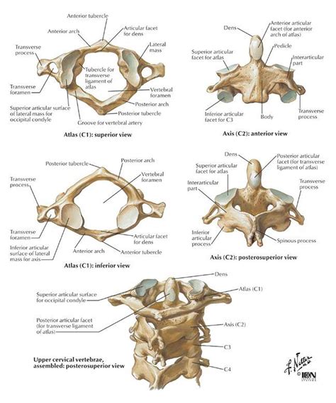 Pictures Of Atlas Vertebra