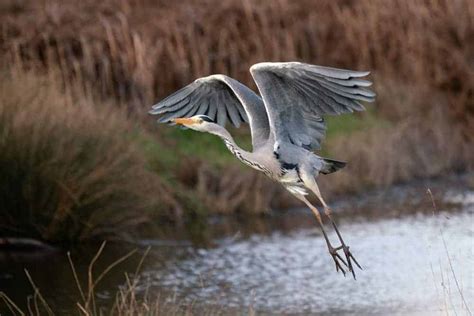 The Spiritual Meanings of Heron