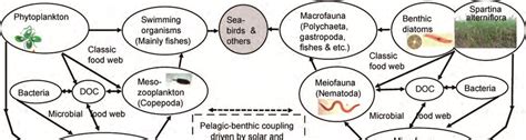 Schematic diagram showing the food web in a coastal salt-marsh ...