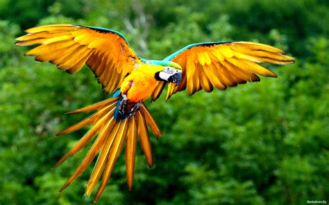 Download wallpaper: orange parrot flies, , on background green ...