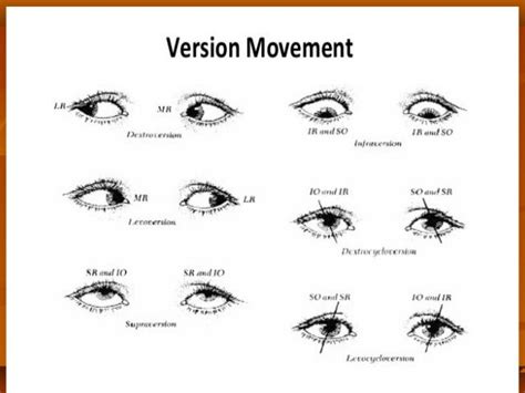 Eye muscles and ocular movements, laws of ocular motility