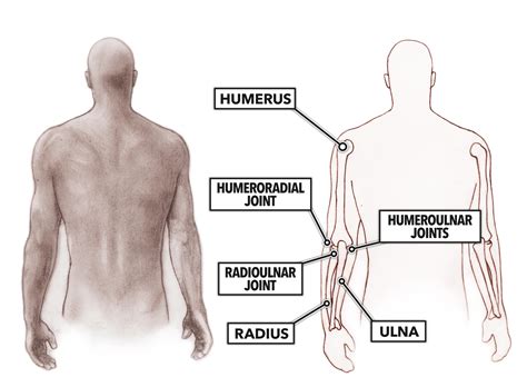 CrossFit | Movement About Joints, Part 2: The Elbow