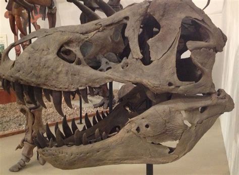 T Rex Skull Free Stock Photo - Public Domain Pictures