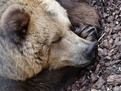 How to keep bears from eating your trash | Popular Science