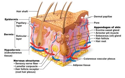 Skin Appendages - ms. gallagher's classroom