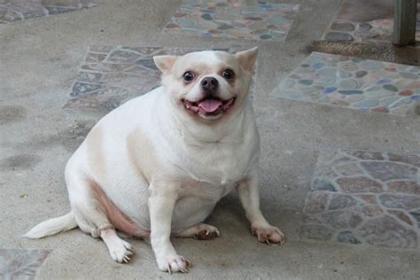 Fat Chihuahua: A Guide To Slimming For Obese Chihuahuas