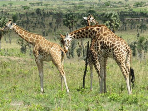 Waza National Park, Cameroon's Home for the big five