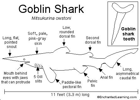 GOBLIN SHARK - Enchanted Learning Software