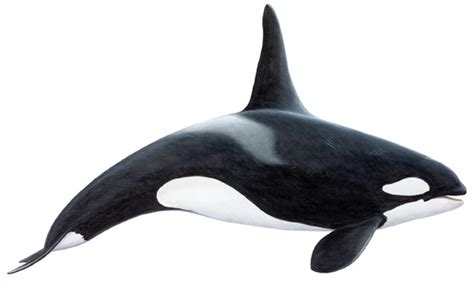 orca png 10 free Cliparts | Download images on Clipground 2024