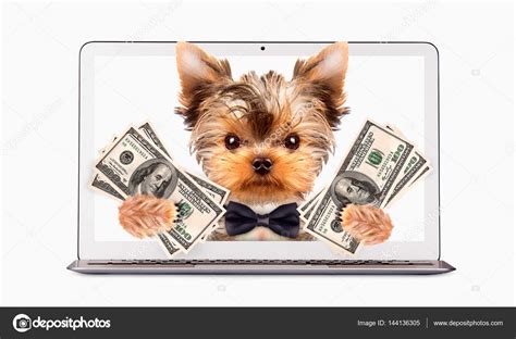 Funny dogs sitting inside laptop. Business concept — Stock Photo © boule1301 #144136305