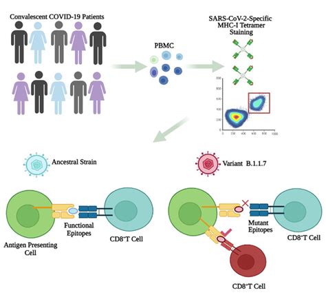 SARS-CoV-2 variant B.1.1.7 caused HLA-A2+ CD8+ T cell epitope mutations for impaired cellular ...