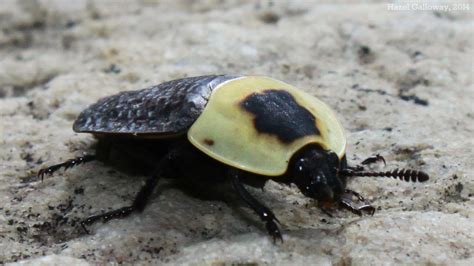 Carrion Beetle | Mountain Lake Biological Station, U.Va.