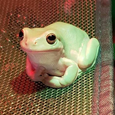 🐸~FROG~🐸 | Frog pictures, Pet frogs, Cute frogs