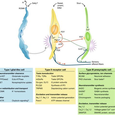 Three main classes of taste cells and their receptors (Barrett et al,... | Download Scientific ...