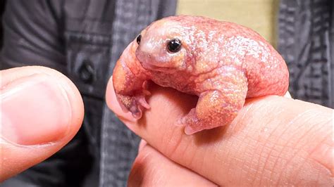 Pink Creature from Down Under! (Rare Turtle Frog) – HousePetsCare.com