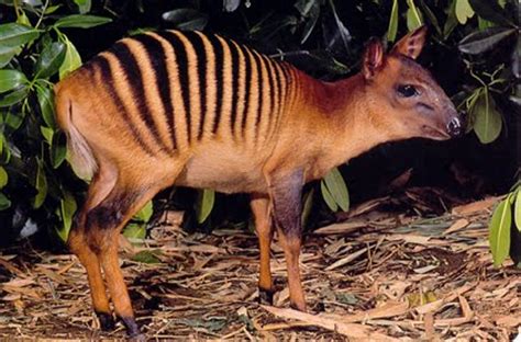 Is This Real Life...? Zebra Duiker! | Featured Creature