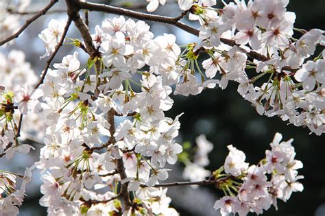 Cherry Blossom Report 2014: Nagoya Report