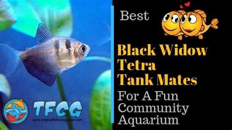 Black Widow Tetra Tank Mates: 7 Great Tankmates For Your Black Tetra!