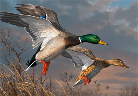 2015 Federal Duck Stamp Contest Entry 074 | U.S. Fish and Wildlife ...