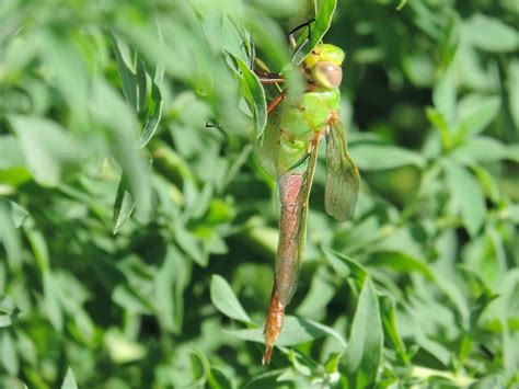 Free picture: dragonfly, sits, plant