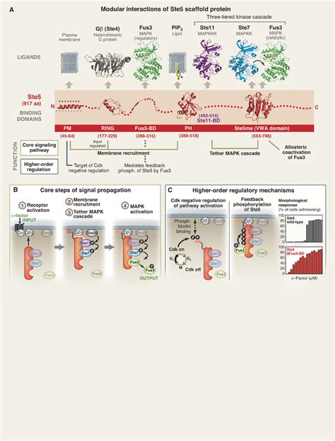 Scaffold Proteins: Hubs for Controlling the Flow of Cellular ...